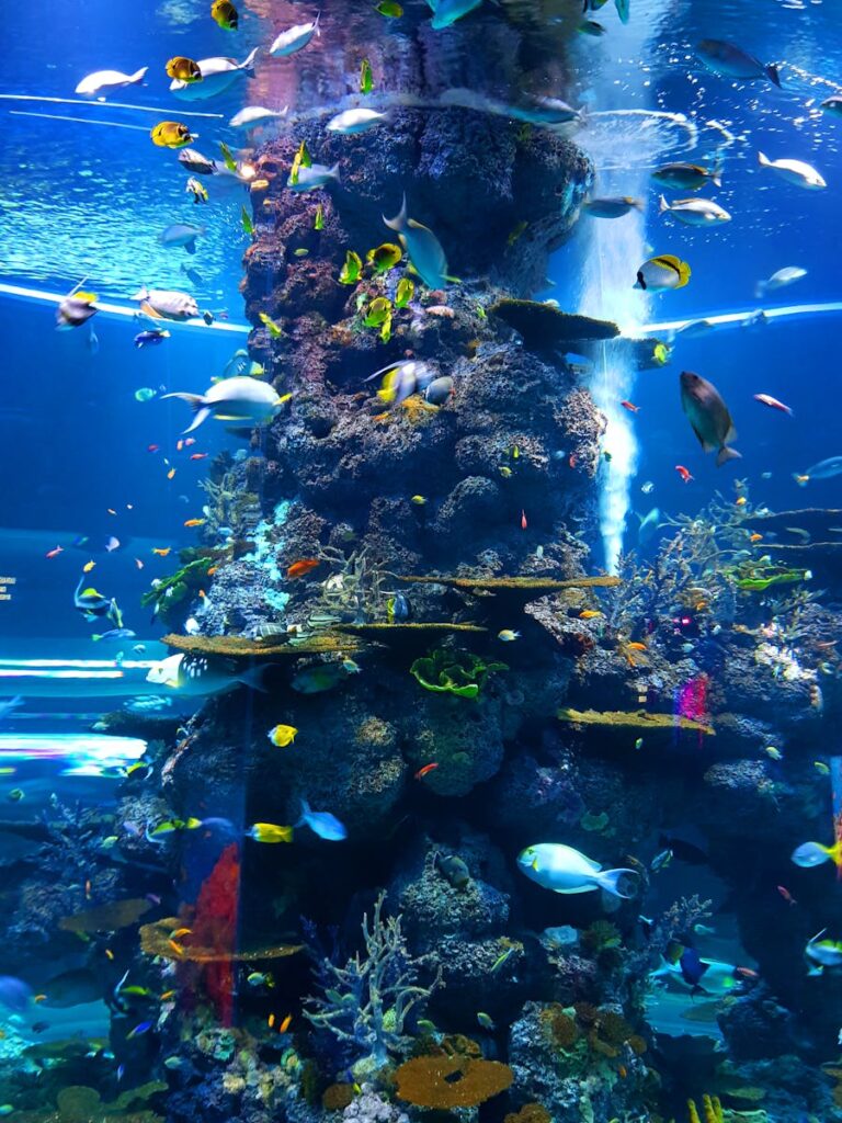 A colorful display of marine life at an aquarium in Singapore, showcasing diverse tropical fish and coral formations.