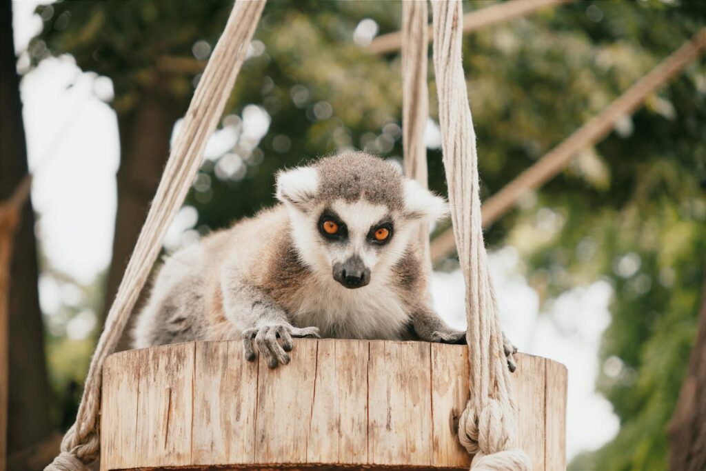 Close-up of a ring-tailed lemur sitting on a wooden platform, surrounded by lush greenery.