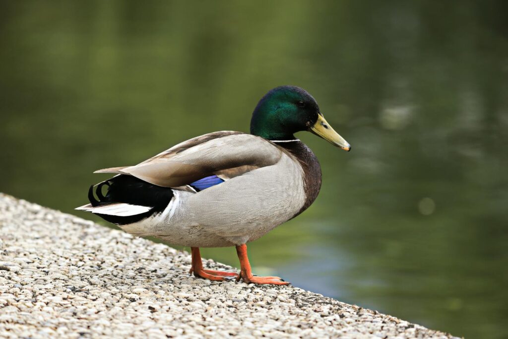 Close-up of a colorful mallard duck standing by the lakeshore, captured in natural light.