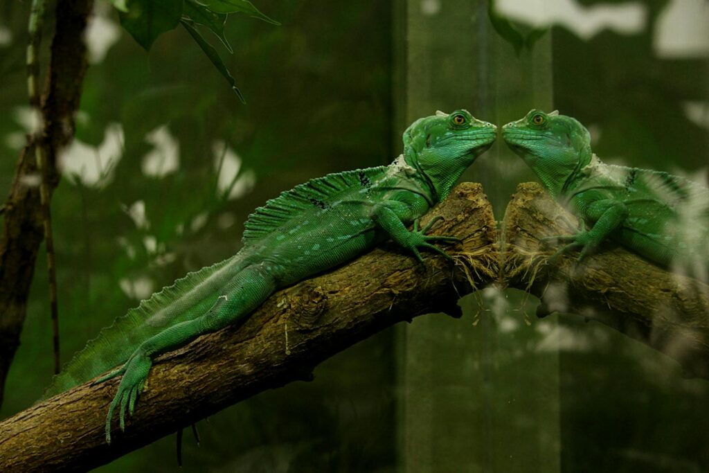 A green iguana lies on a branch with its reflection visible in the glass of its enclosure.