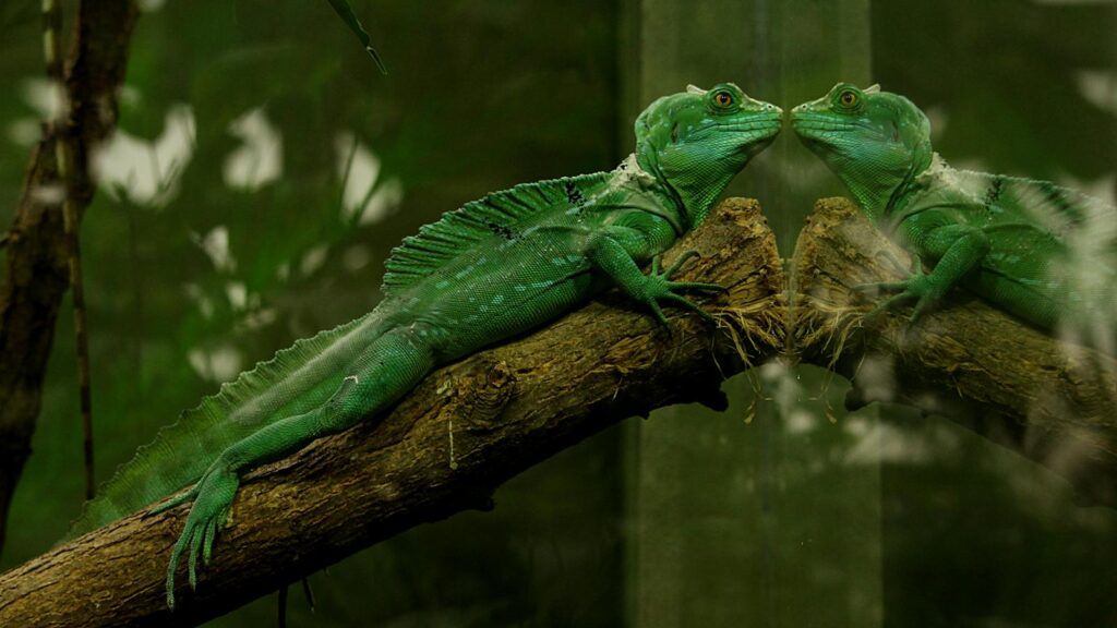 A green iguana lies on a branch with its reflection visible in the glass of its enclosure.