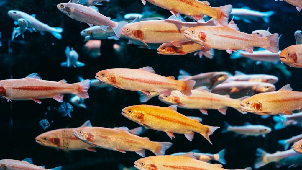Closeup photo of a school of fish swimming in water.