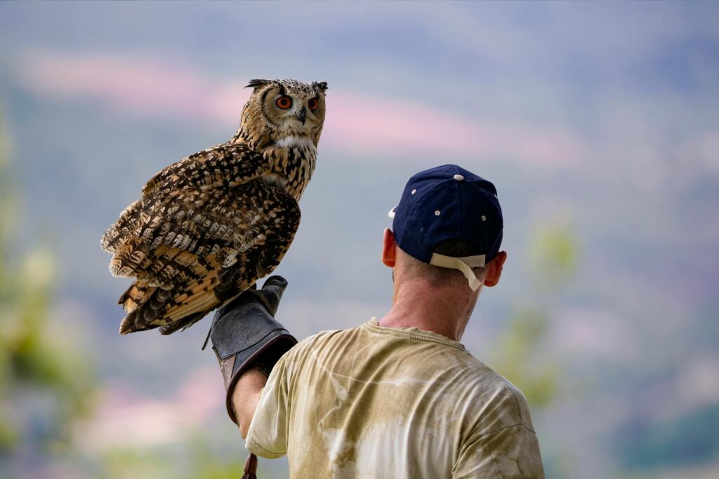 A man wearing gloves holds a striking Eurasian Eagle-Owl in a scenic outdoor setting.