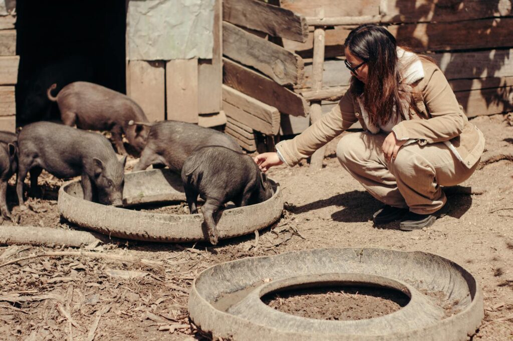 Woman crouching to pet piglets on a rustic farm setting outdoors.