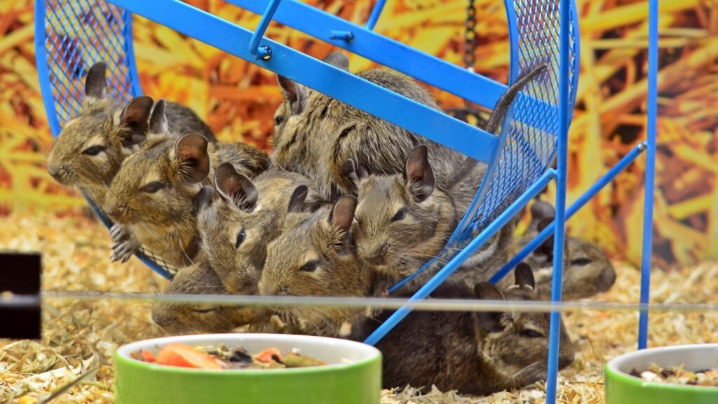 A playful group of degus huddles in a blue exercise wheel at a pet store in Sibiu, Romania.