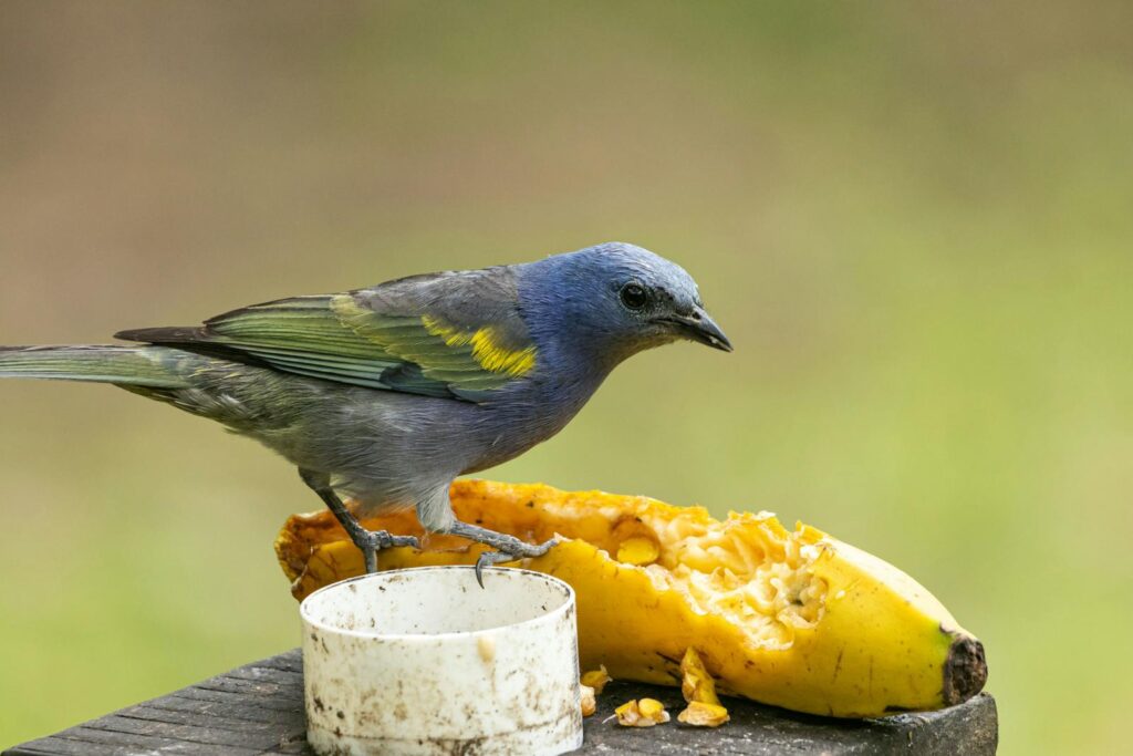 A vibrant blue bird enjoys a ripe banana outdoors in Tapiraí, Brazil.
