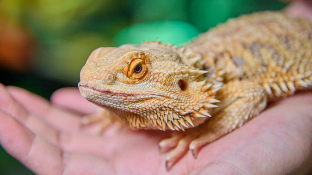 Vibrant bearded dragon lizard resting on a human hand, showcasing its unique texture.