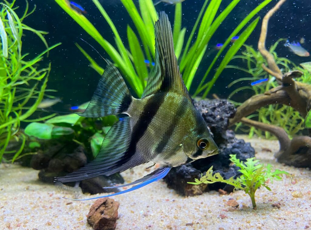 A fish that is swimming in some water