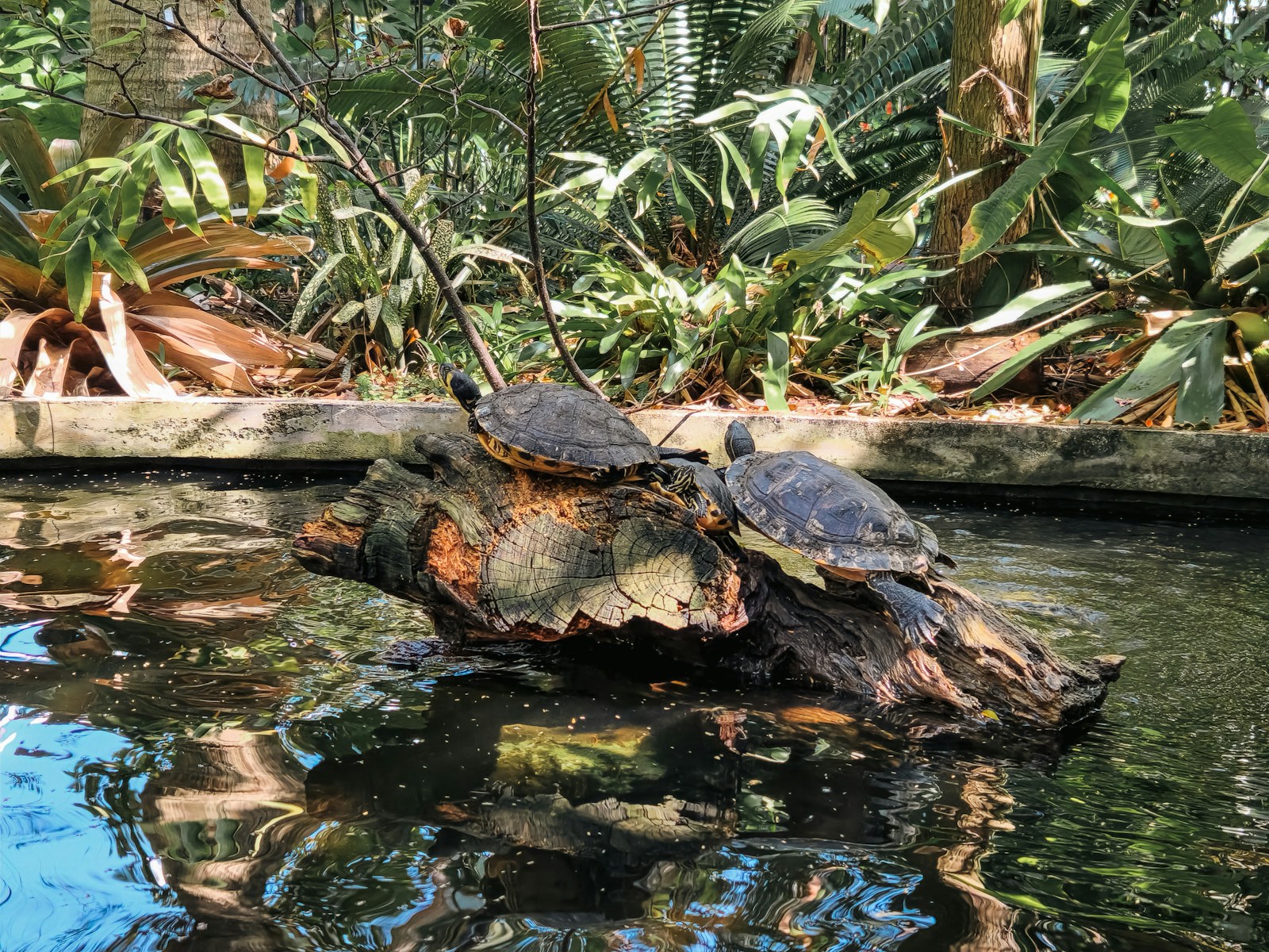 A turtle sitting on top of a rock in a pond