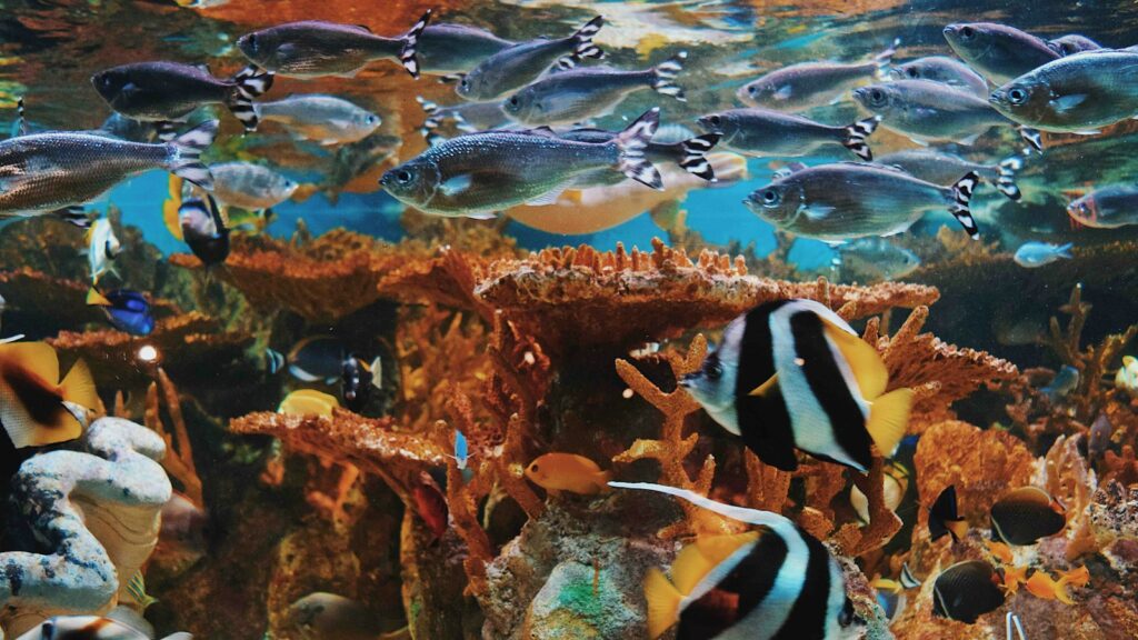 Assorted-varieties of pet fish in water.