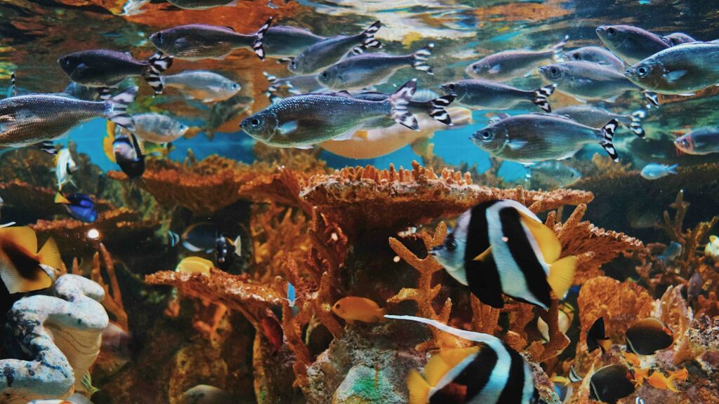 Assorted varieties of pet fish swimming in water with corals.