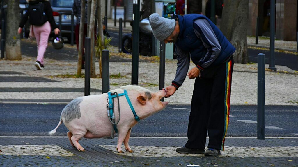 A man feeds his pet pig on a Lisbon crosswalk, showcasing urban diversity.