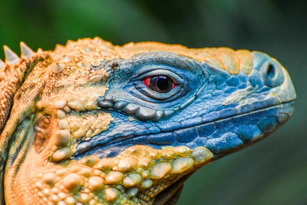 Detailed close-up capture of a colorful iguana's head with striking blue and orange scales.
