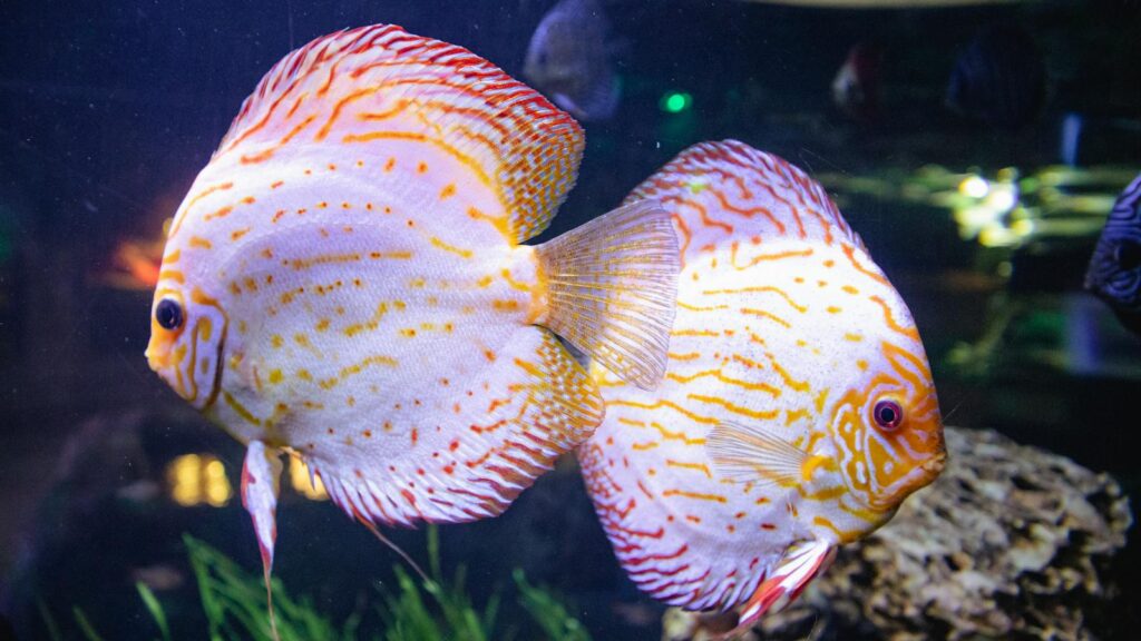Close-up of two colorful discus fish swimming in a freshwater aquarium.