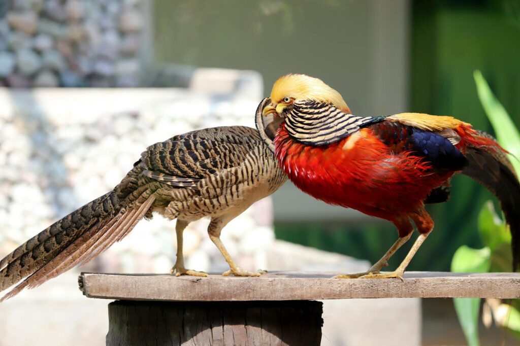 A pair of colorful golden pheasants engaging in nature at a park setting with a vivid plumage display.