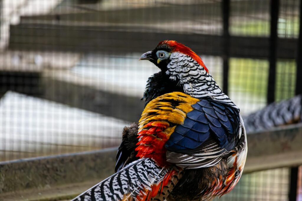 Vibrant Lady Amherst's Pheasant displaying multicolored feathers inside a zoo cage.