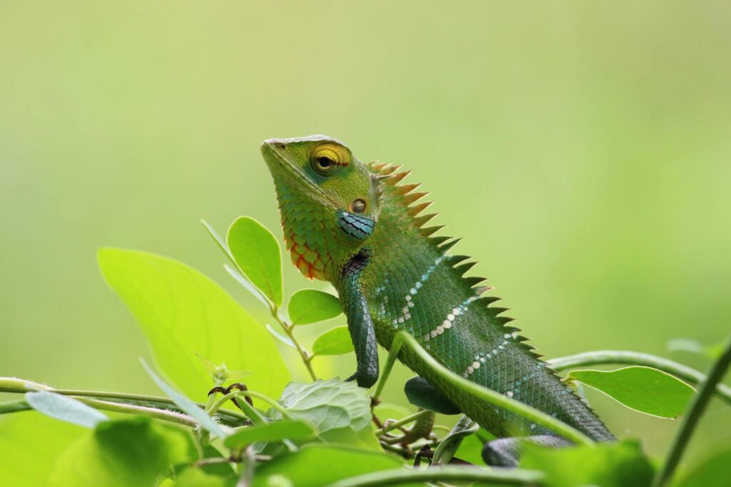 Close-up of a vibrant green chameleon resting on lush green leaves outdoors.