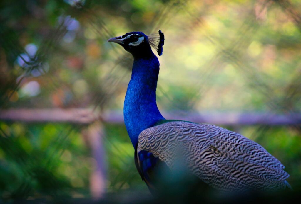 A stunning peacock displaying its iridescent feathers in an outdoor setting, captured in vibrant detail.