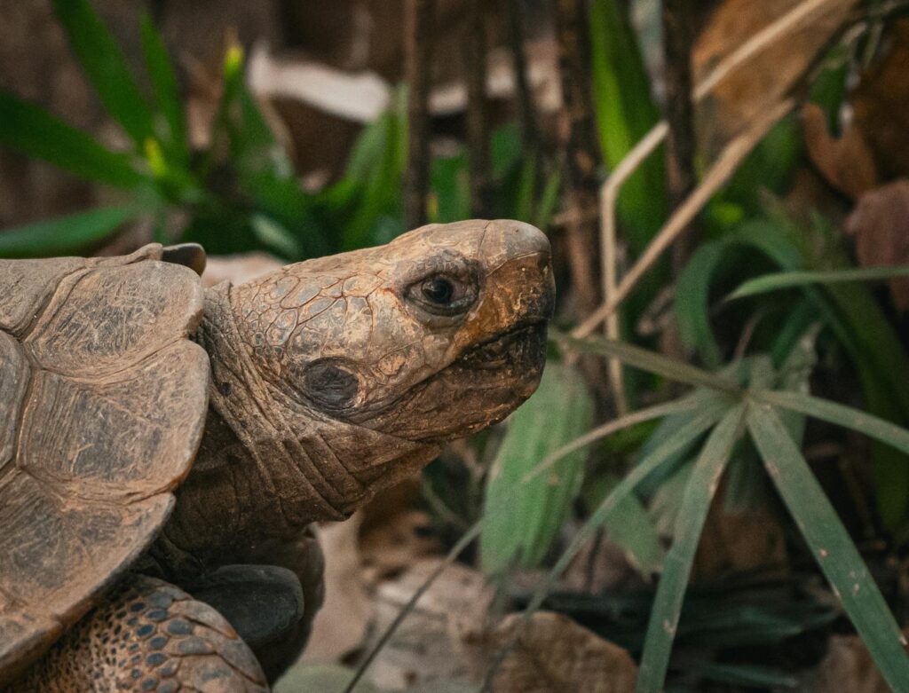 A detailed close-up of a tortoise in its natural habitat in Thailand, showcasing its intricate shell patterns.
