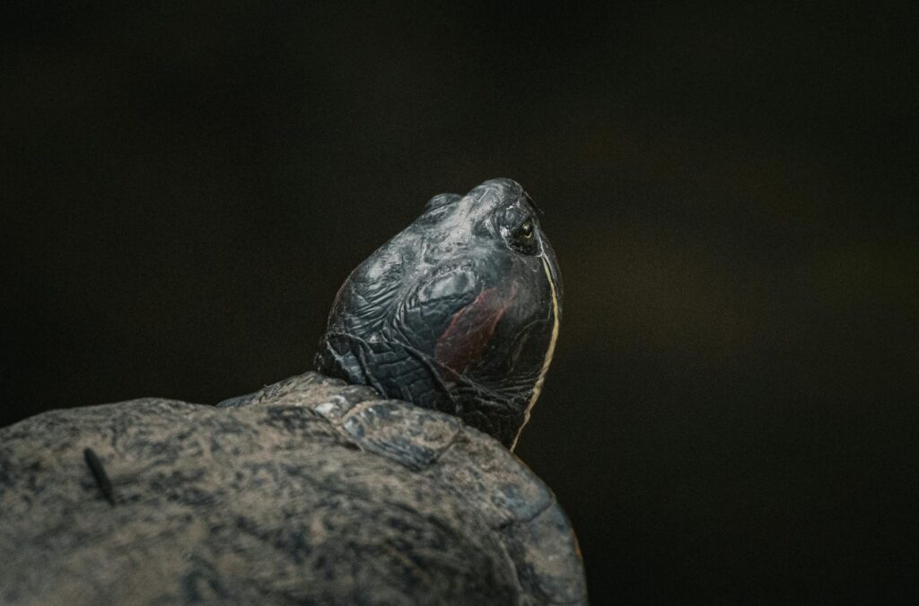 Detailed close-up of a turtle's head against a dark background in Thailand.