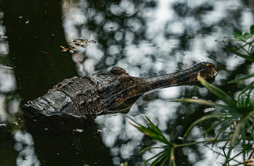 Crocodile photo