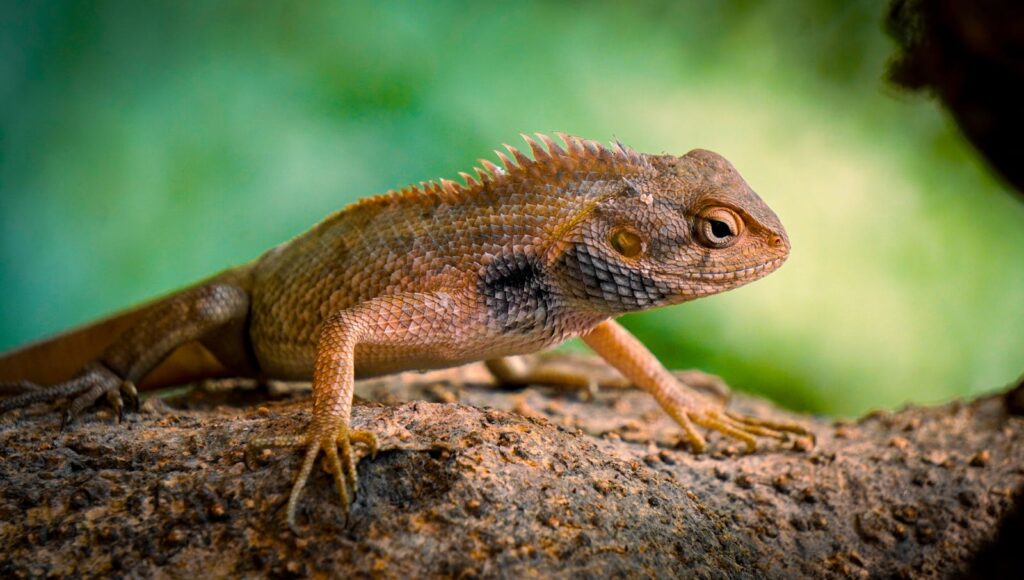 chameleon lizard