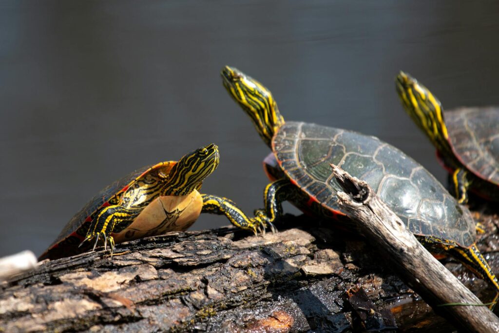 Free stock photo of painted turtle, turtle