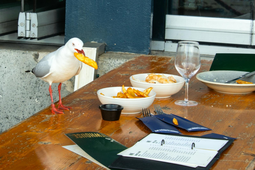 Seagullery4