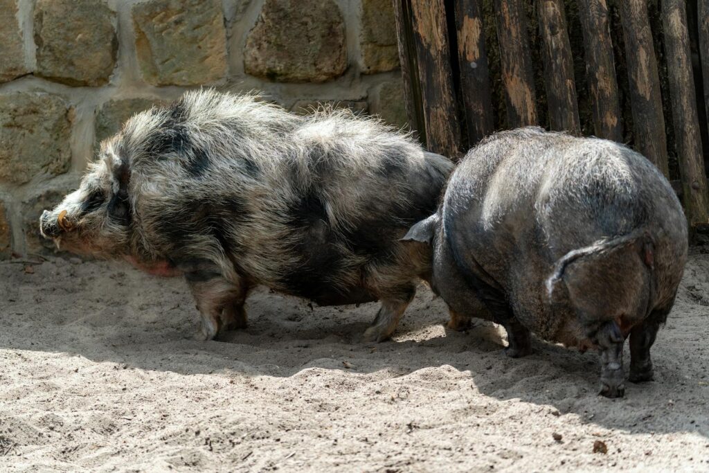 Two domestic pigs lazing outdoors on a sunny day, emphasizing their thick bristles and peaceful demeanor.