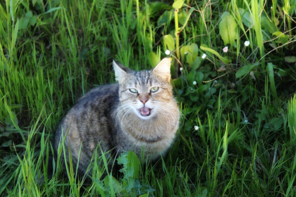 Cute tabby cat sitting in vibrant green foliage, enjoying the outdoors on a sunny day.