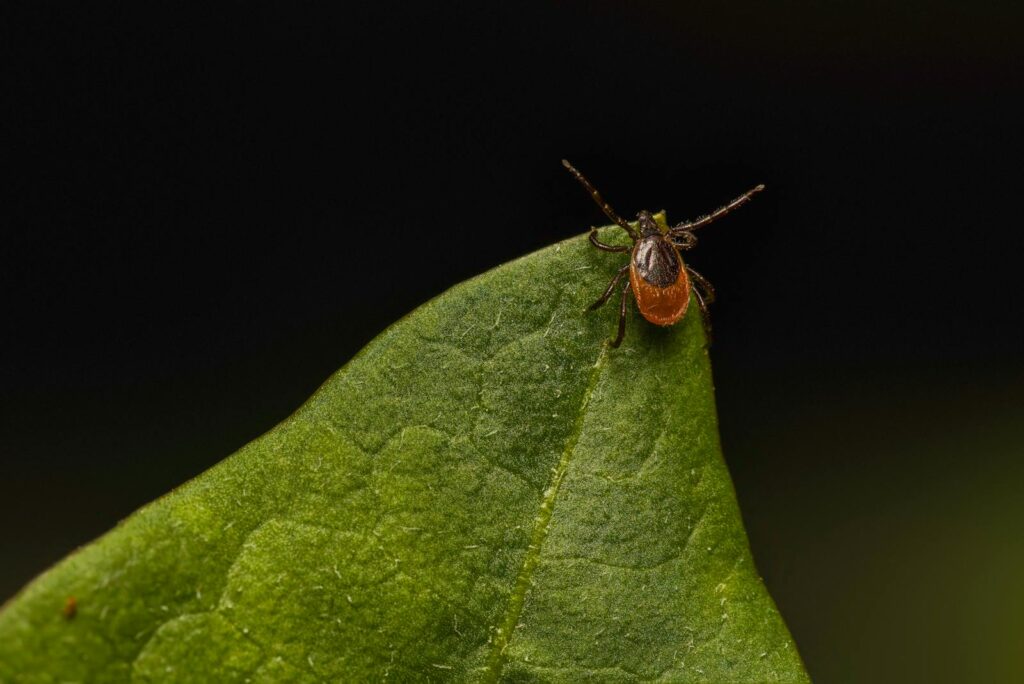 Close-up image of a castor bean tick (Ixodes ricinus) perched on a green leaf.