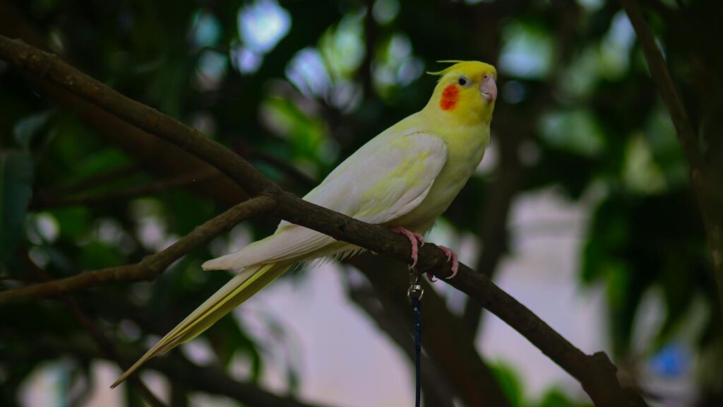 Vibrant yellow lutino cockatiel with orange cheeks perched on a tree branch during the day.