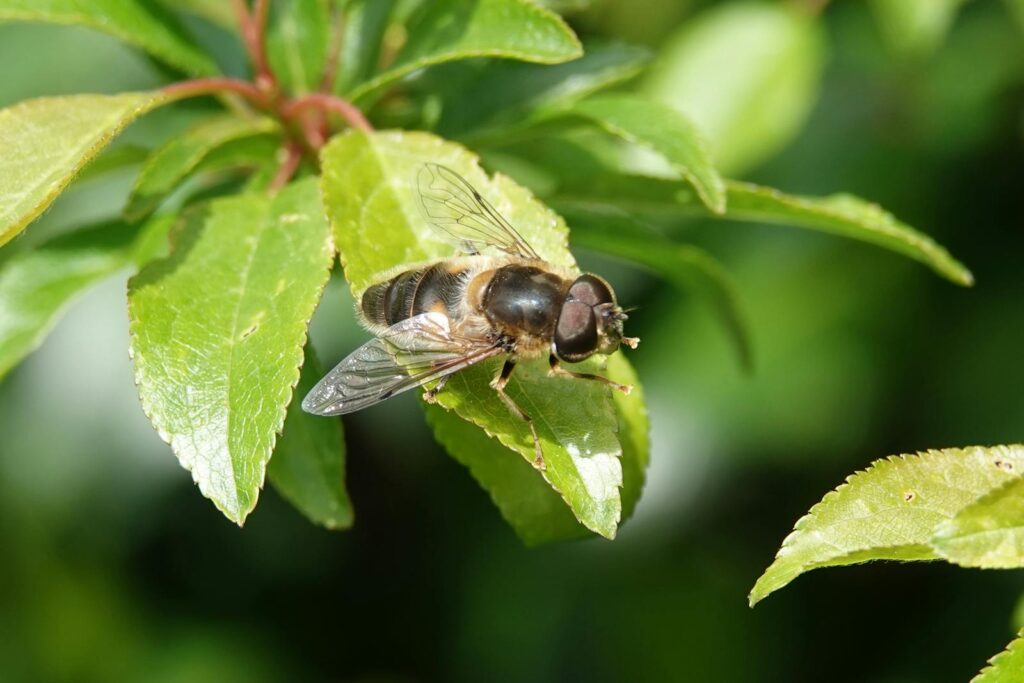 Detailed macro shot of a hoverfly perched on a green leaf in a natural setting.