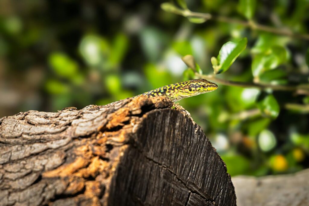 A vibrant Sicilian wall lizard rests on a sunlit log amidst lush green leaves.