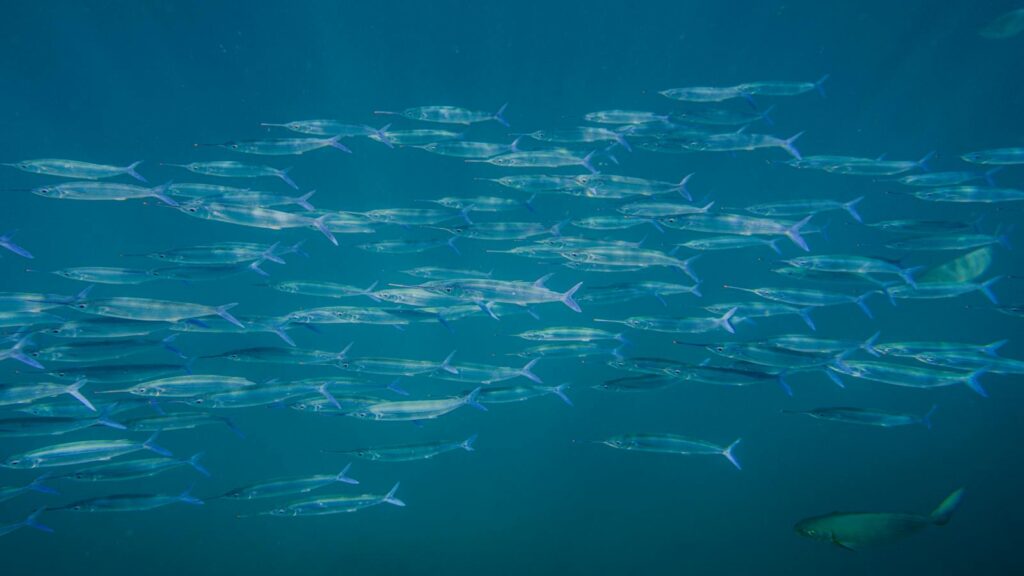Large group of streamlined fish swimming together.