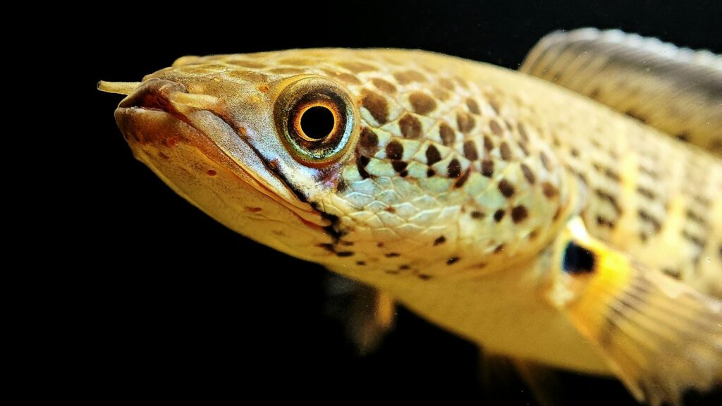 Detailed close-up of a vibrant, spotted fish, showcasing unique patterns and colors.