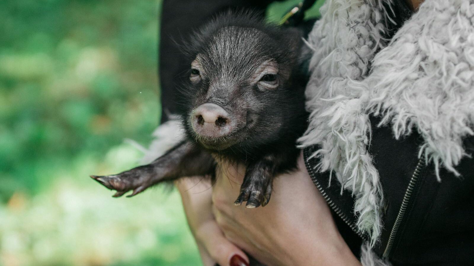A close-up shot of a person holding a small piglet, emphasizing pet care and bonding with animals.
