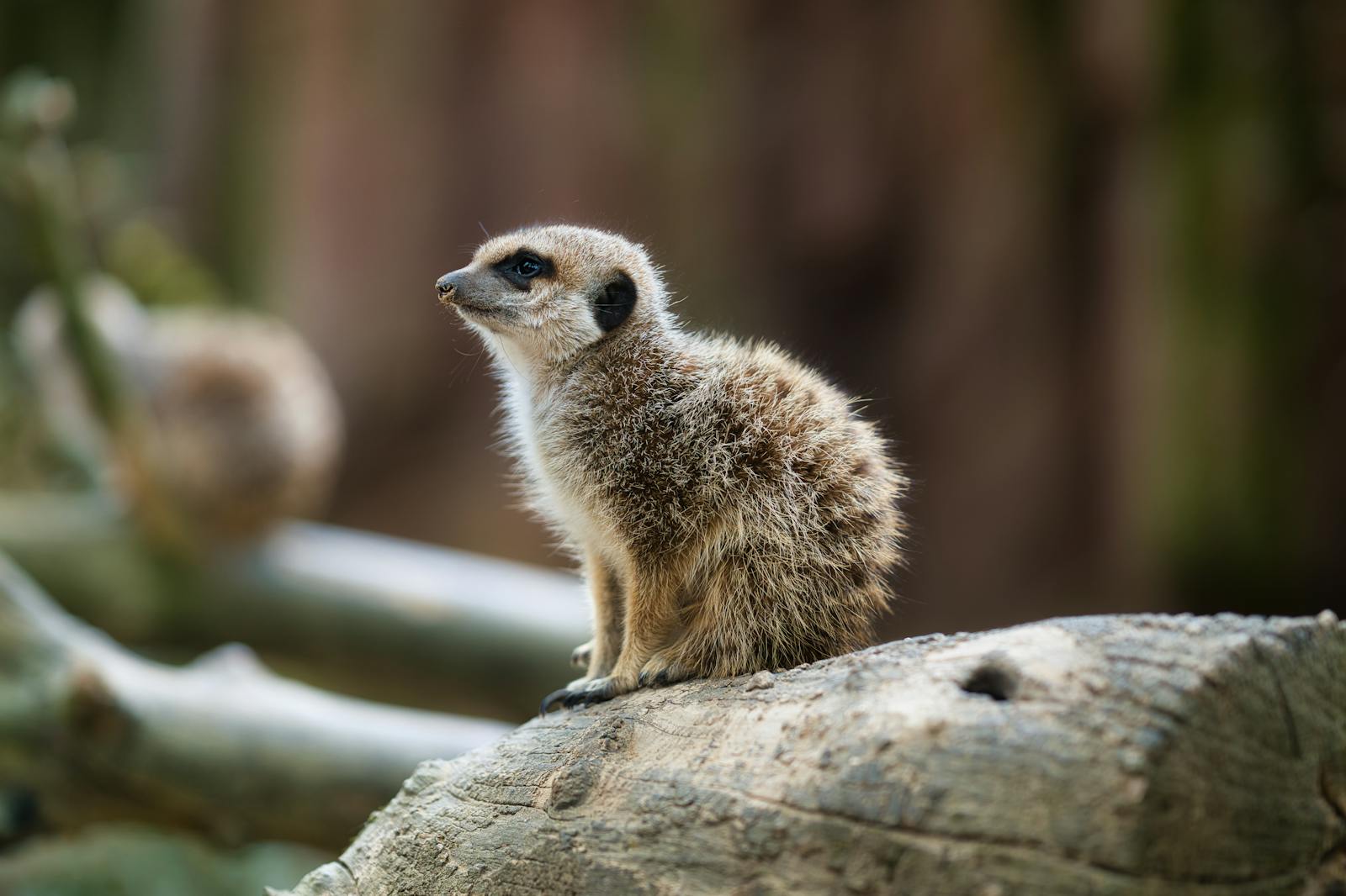 A curious meerkat perched on a log in an outdoor setting, displaying its characteristic alert posture.