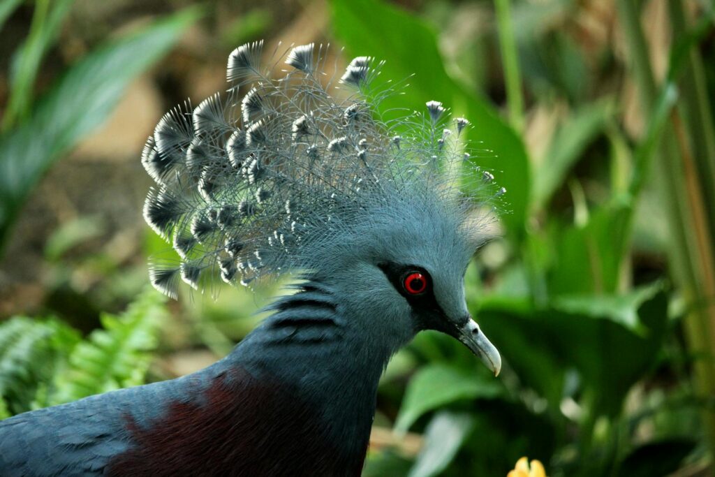 A stunning close-up of a Victoria Crowned Pigeon in a lush garden setting, showcasing its intricate plumage.