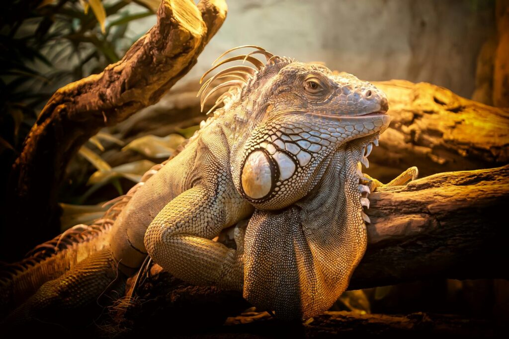 A detailed capture of a green iguana relaxing on a tree branch under warm light.