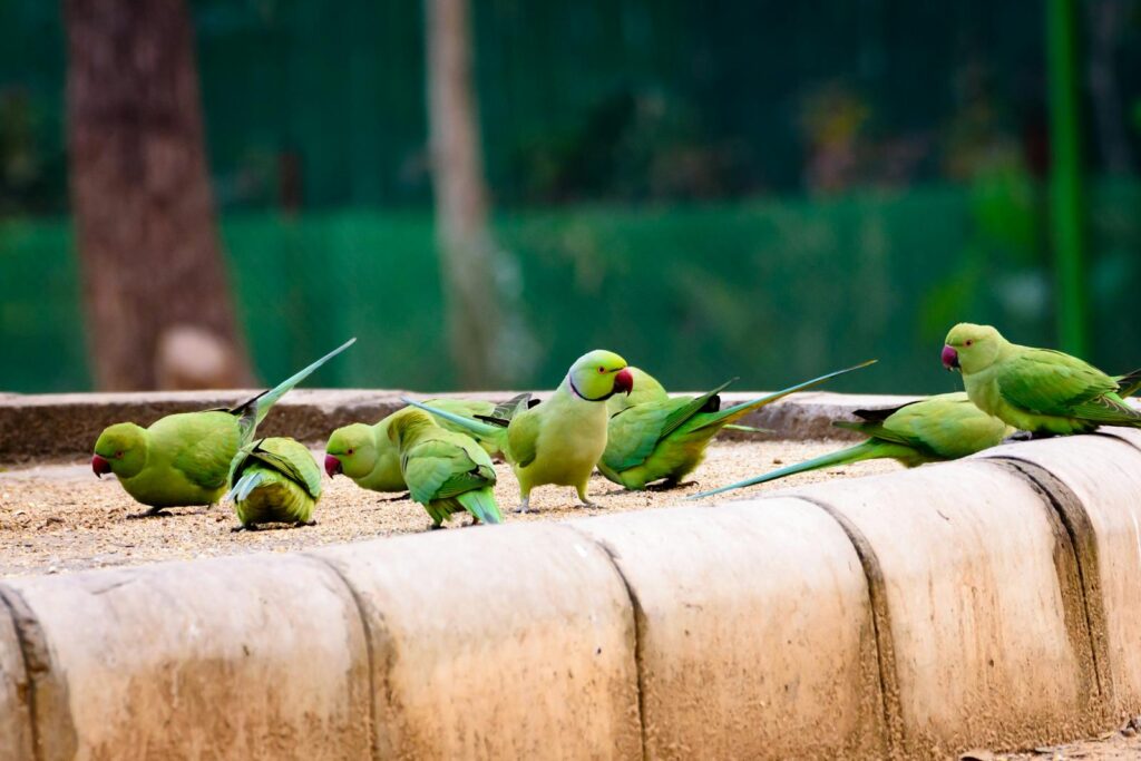 Vibrant green parakeets feeding outdoors, showcasing their colorful plumage in a natural setting.
