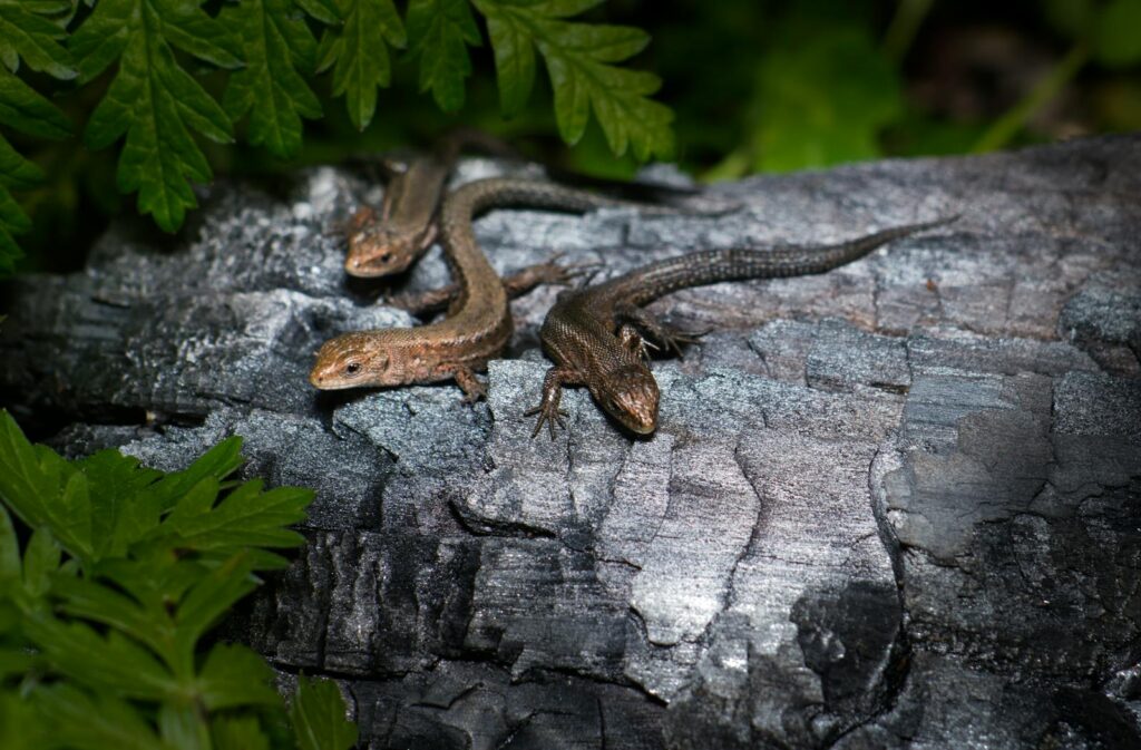 Close-up of three viviparous lizards (Zootoca vivipara) resting on a fallen log in an Estonian forest.