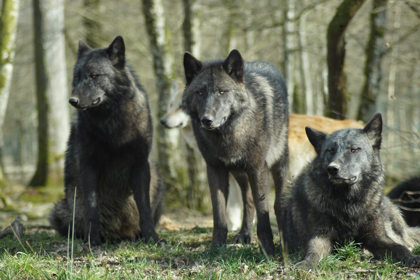 Three wolves in a forest setting displaying natural behavior.
