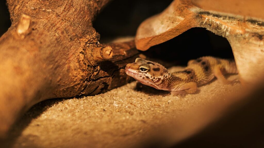 Close-up shot of a leopard gecko on sand under wooden shelter in warm lighting.
