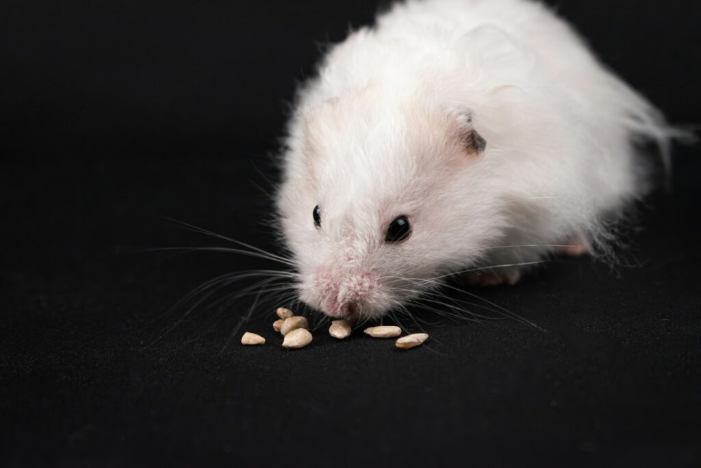 A white rat eating peanuts on a black background