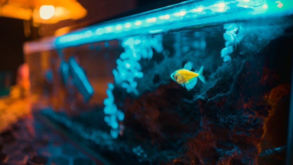 Yellow fish swimming in an aquarium.
