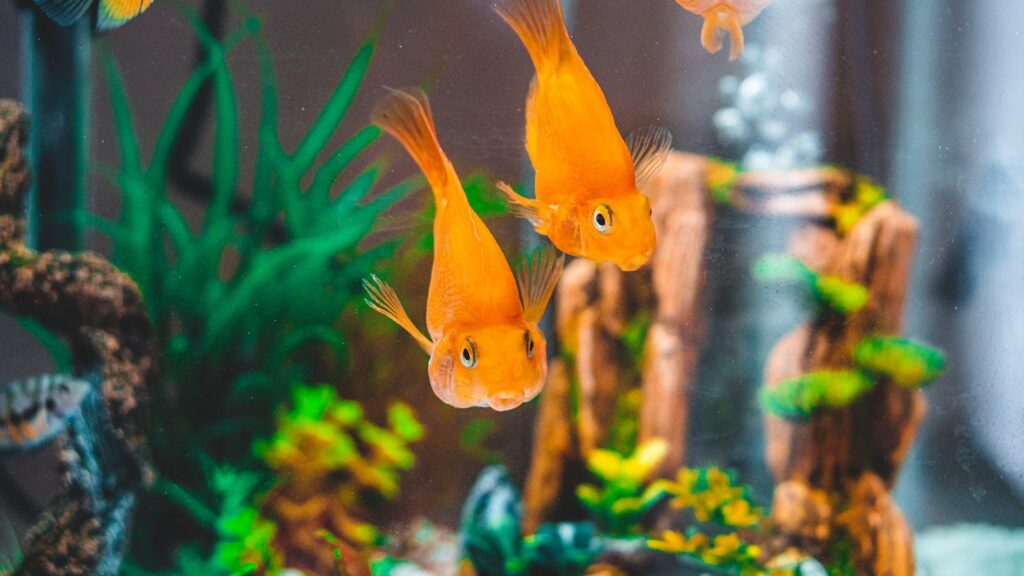 Colorful goldfish in a vibrant aquarium setting.
