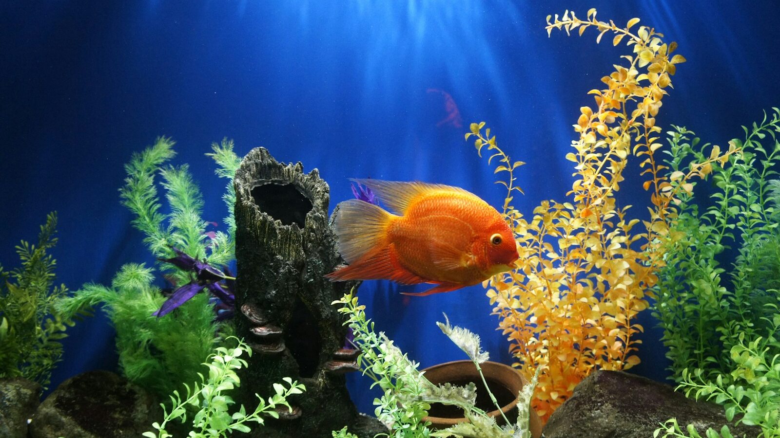 Yellow fish swimming underwater.