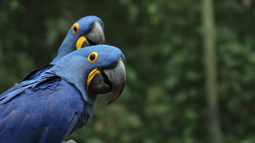 Selective focus photography of two blue-and-yellow parrots in a natural setting.