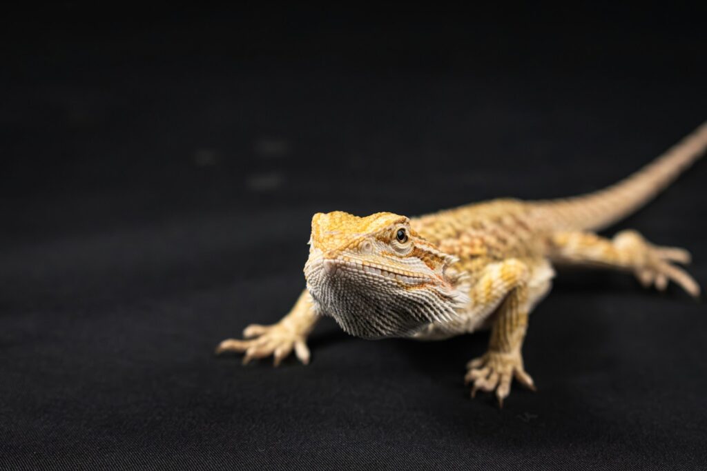 A small yellow and white lizard on a black background